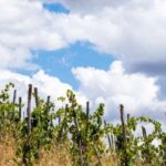 La Maliosa Farm Experience & Wine Tasting - Practical Details and Why They Matter