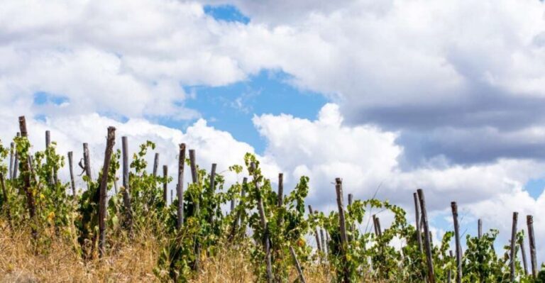 La Maliosa Farm Experience & Wine Tasting - Practical Details and Why They Matter