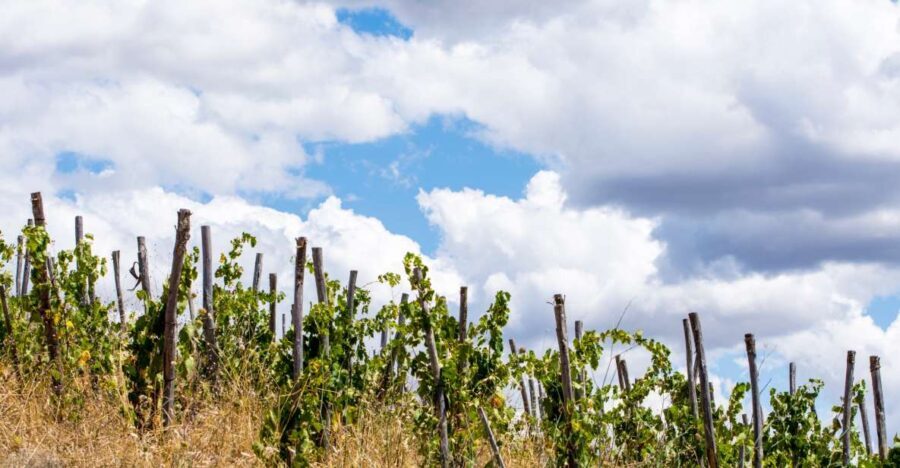 La Maliosa Farm Experience & Wine Tasting - Practical Details and Why They Matter