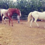 La Orotava: Workshop "Natural Horsemanship" and Permaculture - Final Thoughts