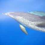 La Palma: 4 Stunden Bussard Classic Tour - Authentic Experiences and Unique Highlights