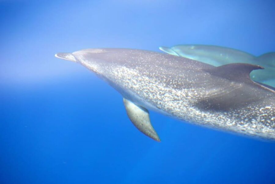 La Palma: 4 Stunden Bussard Classic Tour - Authentic Experiences and Unique Highlights