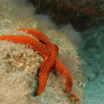 La Palma: Atlantic Snorkeling Tour with Full Gear Rental - What Makes This Tour Special