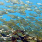 La Palma: SSI Try Scuba Program - Why This Tour Is Worth It