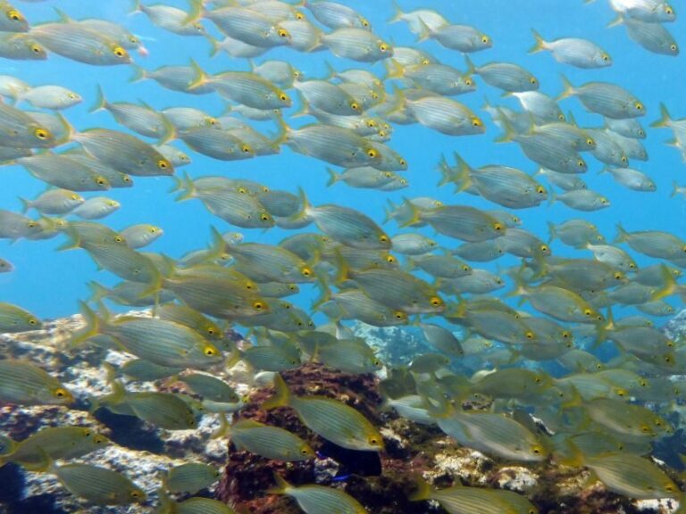 La Palma: SSI Try Scuba Program - Why This Tour Is Worth It