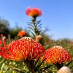 La Palma : Tour of an ecological farm w/ animals & tasting - Practical Details and Tips