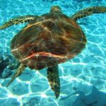 Laganas Zakynthos: Marathonissi, Keri Caves and Turtles Spot - What We Love About This Tour