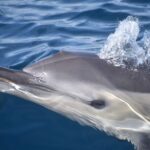 Lagos: Dolphin & Benagil Tour with Marine Biologist - Actual Traveler Feedback — Authentic Review Insights