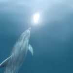 Lagos: Dolphin Watching Tour - What to Expect on the Tour