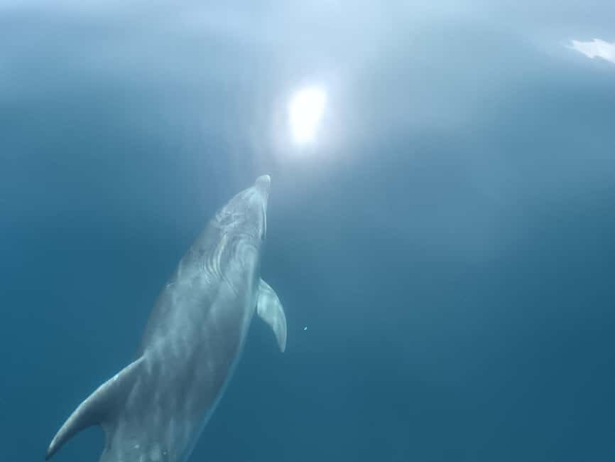 Lagos: Dolphin Watching Tour - What to Expect on the Tour