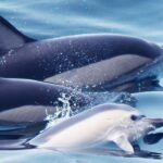 Lagos: Dolphin Watching with Professional Marine Biologists - Why Youll Love This Tour