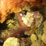 Lagos: Scuba Diving Experience for Beginners - The Sum Up