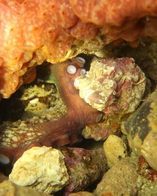 Lagos: Scuba Diving Experience for Beginners - The Sum Up