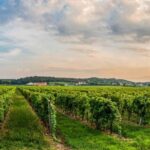 Lake Garda: Garda Hills Wine Tour and Tasting - Who Would Love This Tour?