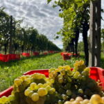 Lake Garda: Wine Tasting and Myths Tour with Local Snacks - What Makes This Tour Stand Out?
