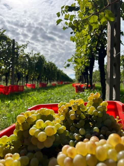 Lake Garda: Wine Tasting and Myths Tour with Local Snacks - What Makes This Tour Stand Out?