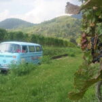 Landau: Tour in a vintage VW bus through the Palatinate wine country - The Itinerary Breakdown