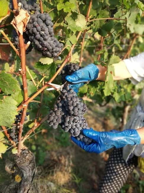 Langhe: grape seasons. Winery and vineyard tour with tasting - Who Should Consider This Tour?