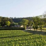 Languedoc: Tour and Tasting at Domaine de Baronarques - A Closer Look at the Experience