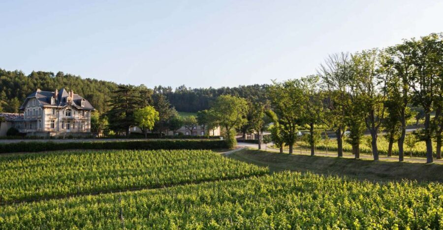 Languedoc: Tour and Tasting at Domaine de Baronarques - A Closer Look at the Experience