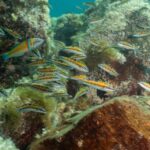 Lanzarote: Scuba Diving Refresher Course - What makes this experience stand out?