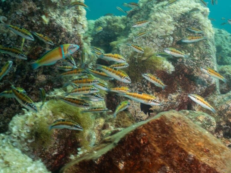 Lanzarote: Scuba Diving Refresher Course - What makes this experience stand out?