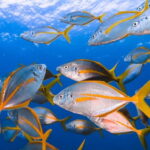 Lanzarote: Small-Group Discover Scuba Diving Costa Teguise - Who Should Consider This Experience?