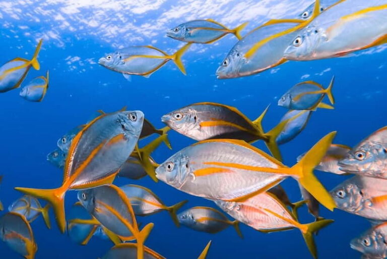 Lanzarote: Small-Group Discover Scuba Diving Costa Teguise - Who Should Consider This Experience?