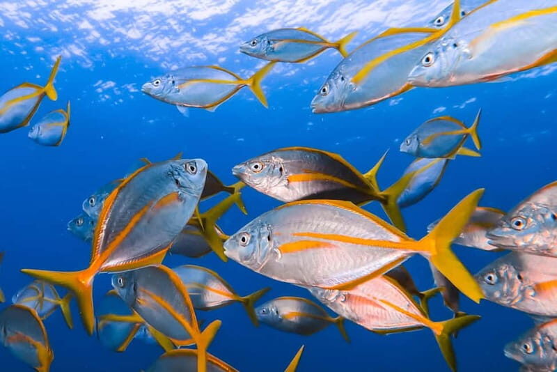 Lanzarote: Small-Group Discover Scuba Diving Costa Teguise - Who Should Consider This Experience?