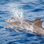Lanzarote: Whale and Dolphin Watching Eco-Friendly Catamaran - What the Tour Includes and Practical Details