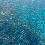 Lanzarote Your First Scuba Diving Experience - What’s Included and What to Expect