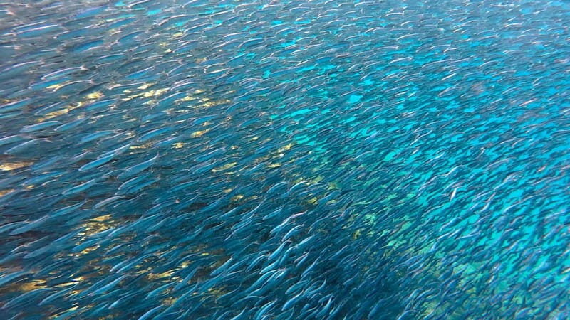 Lanzarote Your First Scuba Diving Experience - What’s Included and What to Expect