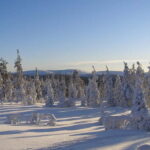 Lapland: A Day at a Traditional Log Cabin & Snowshoe Trek - Key Points