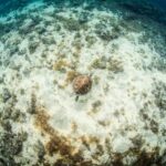 Las Palmas: Survival Apnea Course - Key Points