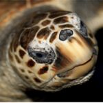 Le Grau-du-Roi: Seaquarium Skip-the-Line Entrance Ticket - What to Expect at Le Grau-du-Roi’s Seaquarium