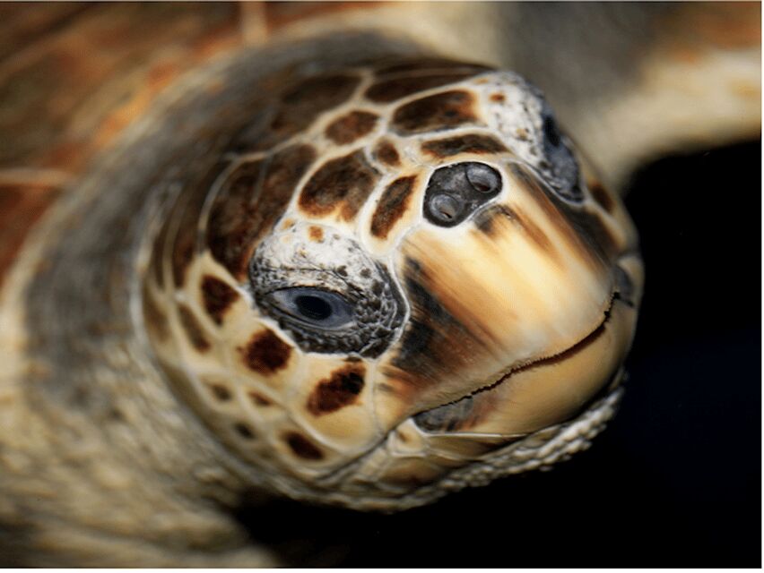 Le Grau-du-Roi: Seaquarium Skip-the-Line Entrance Ticket - What to Expect at Le Grau-du-Roi’s Seaquarium