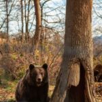 Legends&Wildlife Awaits: Dracula's Castle & Bear Sanctuary - The Sum Up