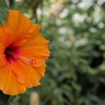 Leiden: Hortus Botanicus Entry Ticket - Who Will Love This Experience?