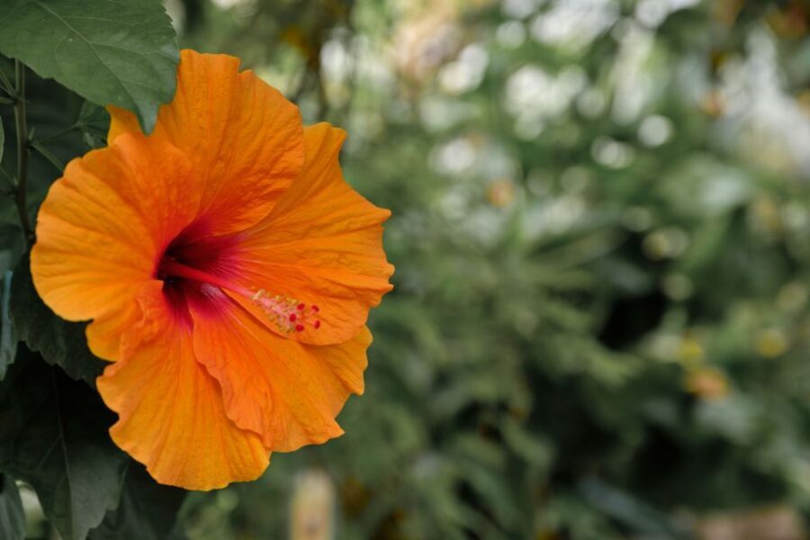 Leiden: Hortus Botanicus Entry Ticket - Who Will Love This Experience?