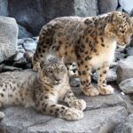 Leipzig: 1-Day Hop-On Hop-Off Bus and Leipzig Zoo Ticket - The Leipzig Zoo: A Highlight for All Ages