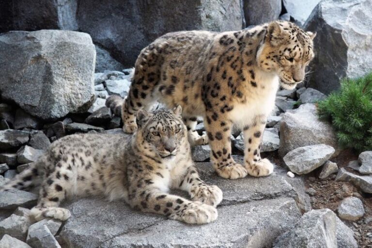 Leipzig: 1-Day Hop-On Hop-Off Bus and Leipzig Zoo Ticket - The Leipzig Zoo: A Highlight for All Ages