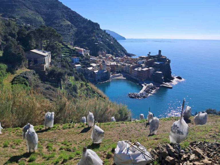 Lemon tour with limoncino and wine tasting in Vernazza (Cinque Terre) - The Trekking and Scenic Path