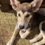 Levi: 2 KM Husky Summer Sledding with wheels - What Makes This Tour Unique?