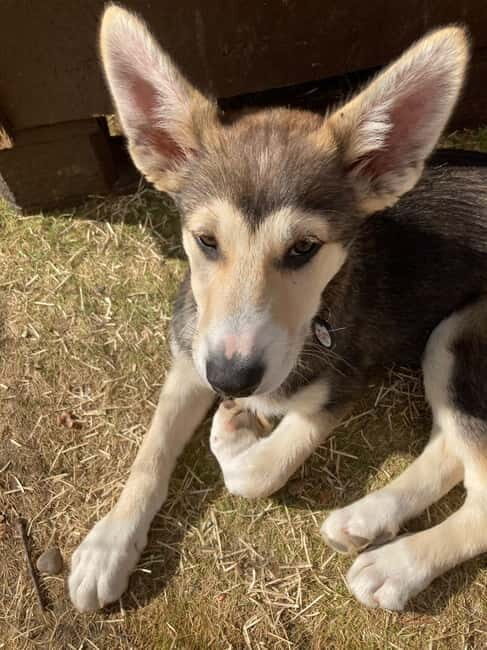 Levi: 2 KM Husky Summer Sledding with wheels - What Makes This Tour Unique?