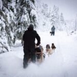 Levi: 7 km Self-Drive Husky Sledding Adventure - What Makes This Tour Stand Out?