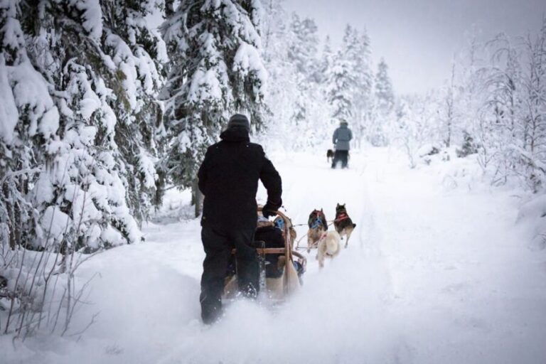 Levi: 7 km Self-Drive Husky Sledding Adventure - What Makes This Tour Stand Out?