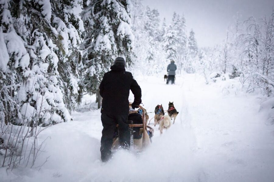 Levi: 7 km Self-Drive Husky Sledding Adventure - What Makes This Tour Stand Out?