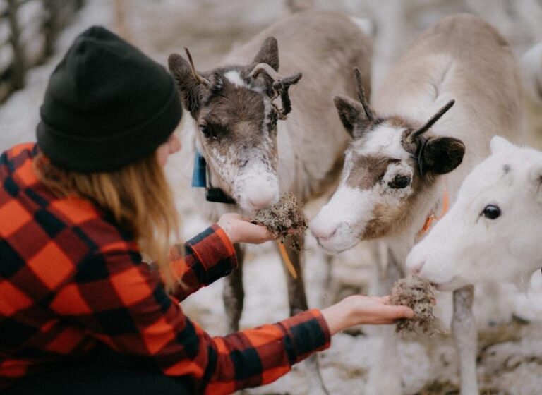 Levi: Autumn Hike and Reindeer Farm Visit - The Experience: A Deep Dive into the Tour Itinerary