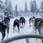 Levi: Forest Troll  Two-day Husky safari - Who Would Love This Experience?