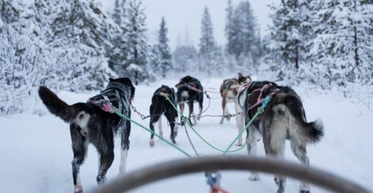 Levi: Forest Troll  Two-day Husky safari - Who Would Love This Experience?
